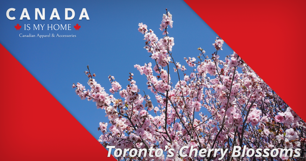 Where to Watch Cherry Blossoms Bloom in Toronto: Top 5 Spots and More