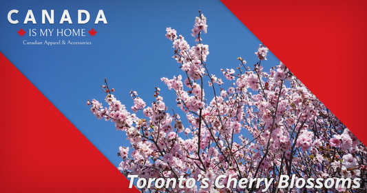Where to Watch Cherry Blossoms Bloom in Toronto: Top 5 Spots and More